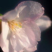 一才桜