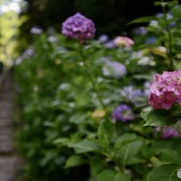 SIGMA(シグマ)のレンズ 20-40mm F2.8 EX DG ASPHERICAL [ニコン用] で