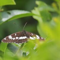 アサマイチモンジ　　DSC_4512