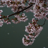 雨の花見