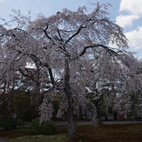 枝垂れ桜