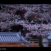 お寺 x 桜   - 2011 -