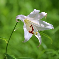 花・果実-24：庭園・公園・野山