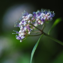 COSINA(コシナ)のレンズ フォクトレンダー NOKTON 60mm F0.95 で撮影