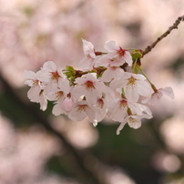 夙川花見