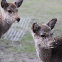 DEER1
