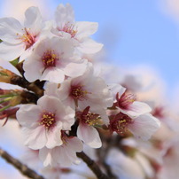 cherry7