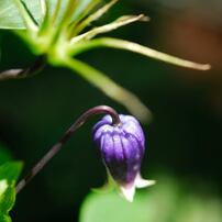 カメラ レンズ(単焦点) TOKINA(トキナー)のレンズ AT-X M35 PRO DX 35mm F2.8 (ﾆｺﾝ用) で撮影 