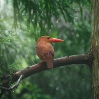 Bird photo*7