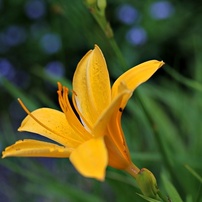 花・果実-25：庭園・公園・野山