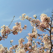 青空と桜