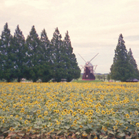 MINOLTA(ミノルタ)のデジタルカメラP's で撮影した写真(画像)一覧
