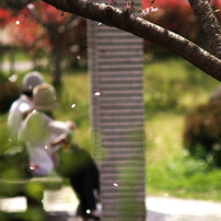 桜、公園、日曜日。
