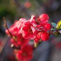flower_04
