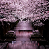 桜2011