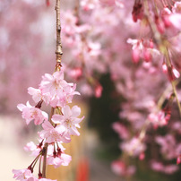 sakura10