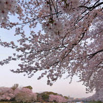 桜の時*
