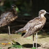 SIGMA(シグマ)のレンズ APO 135-400mm F4.5-5.6 DG (ﾍﾟﾝﾀｯｸｽ AF) で