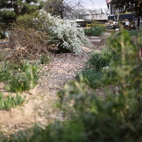 梅は咲いたか、桜はまだか