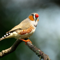 SIGMA(シグマ)のレンズ APO 135-400mm F4.5-5.6 DG (ﾍﾟﾝﾀｯｸｽ AF) で