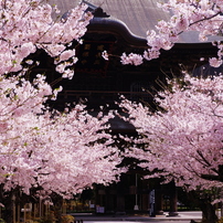 2011節目の鎌倉桜情景