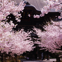 北鎌倉　建長寺　春　復活