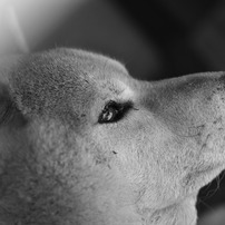モノクロとかそうじゃなかったり犬だらけだったり....