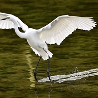 Nikon ニコン のレンズ Af S Nikkor 500mm F 5 6e Pf Ed Vr で撮影した写真 画像 一覧 写真共有サイト Photohito