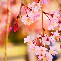 cherry blossom