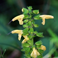 岩場の花9月：キバナアキギリ