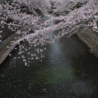名古屋　岐阜　桜　城　２０１１