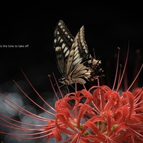 NIKON(ニコン)のレンズ AF-S DX VR Zoom-Nikkor 18-200mm f/3.5