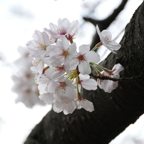 2011年桜