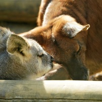 動物写真-44