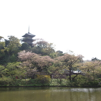春の日本庭園と大池