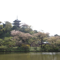 花見歩き2011春～三渓園～