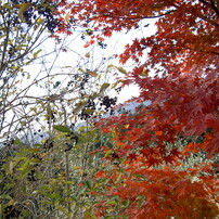 KONICA(コニカ)のデジタルカメラRevio KD-510Z で撮影した写真(画像