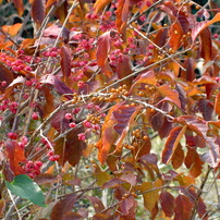 KONICA(コニカ)のデジタルカメラRevio KD-510Z で撮影した写真(画像