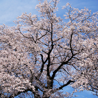 桜２０１１