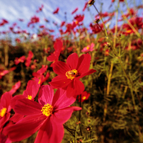 CANON(キヤノン)のレンズ EF14mm F2.8L II USM で撮影した写真