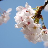 桜　～２０１１春～