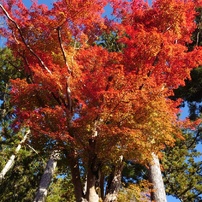 高野山・紅葉 2022
