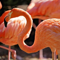 動物園の鳥たちー23
