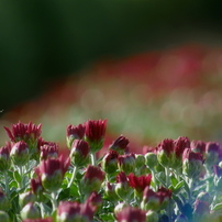 OLYMPUS(オリンパス)のデジタルカメラCAMEDIA SP-550UZ で撮影した写真