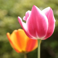 春の庭の花