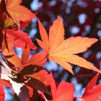 透かして見る紅葉