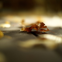 コシナ フォクトレンダー ノクトン 25mm F0.95 Type Ⅱ NOKTON 25mm F0.95 Type II - 株式会社コシナ