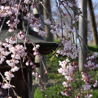 2011年桜