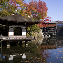 '22和歌山城紅葉