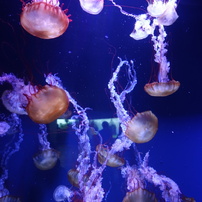 すみだ水族館